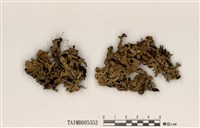 藏品(黃袋梅衣)的圖片